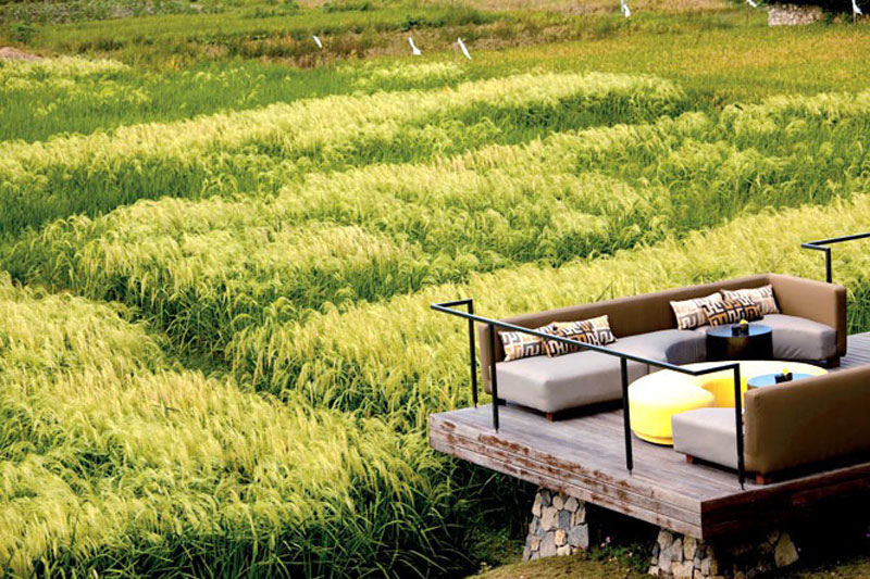 2-metis-paddy-fields