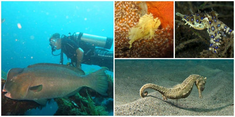 2bii-lovina-diving-via-vickidunlop,-zendivebali-,-indopacificimages