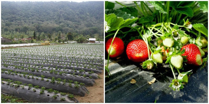 1bii.-StrawberryFarm-by-Endra-Yuda