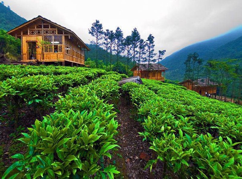 14-gunung-mas-estate---tea-walk---by-hans-auto