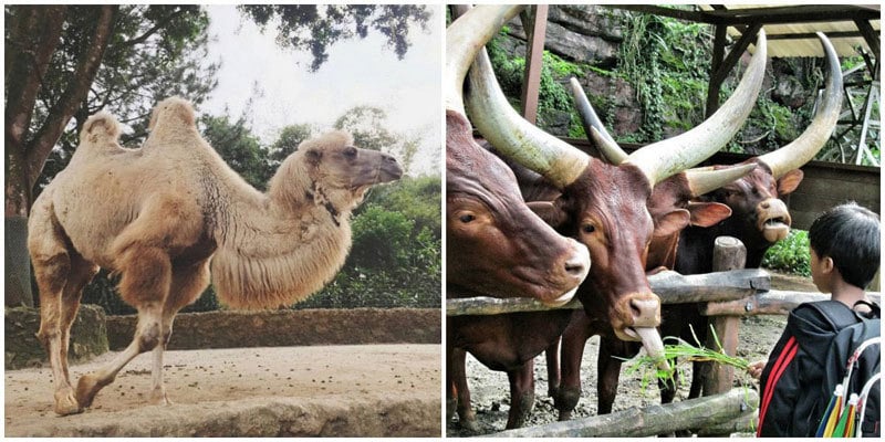 3-camel-via-fatin30,-rizka.anggia