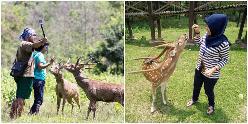 2-deer-via-dgoreinnamah,-riskahsana