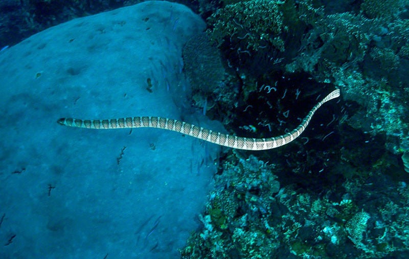 Snake-Island-finksphotos-by-aaron-fink