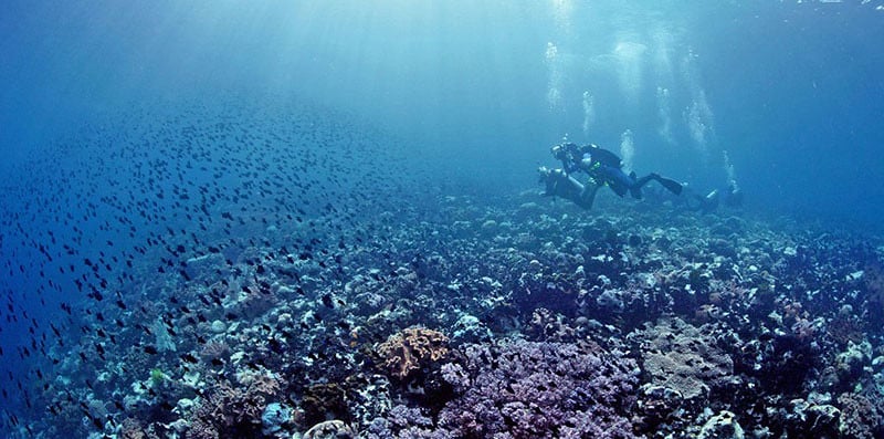 twilight-zone-divingmaluku-by-Darek-Sepiolo