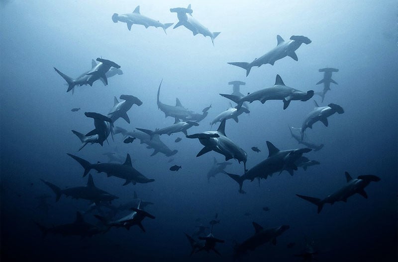 the-magnet-discoverydiverslombok-by-pascal