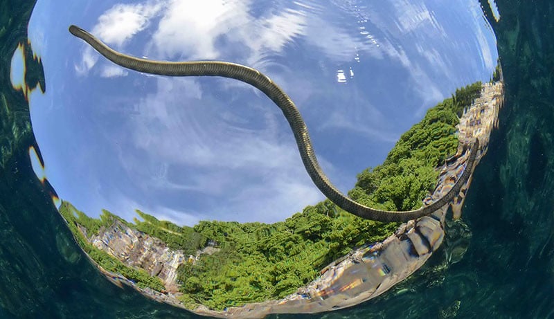 snake-island-emoceanliveaboards-by-unknown