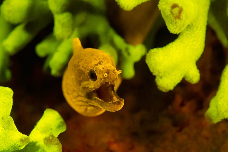 Fluo-eel_photo-by-Walt-Stearns