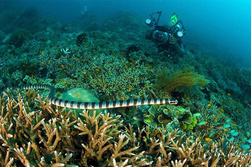 snake-island-pindito.com-by-franco-banfi