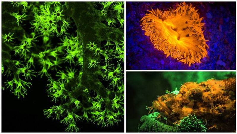 fluoro-via-wakatobi-by-wayne-macwilliams,-lynn-miner