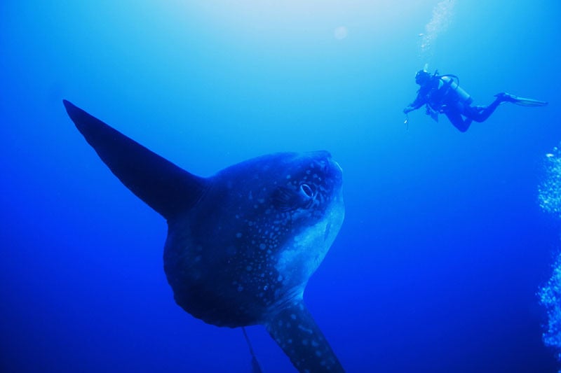 crystal-bay-worlddivinglembongan.wordpress-by-worlddivinglembongan