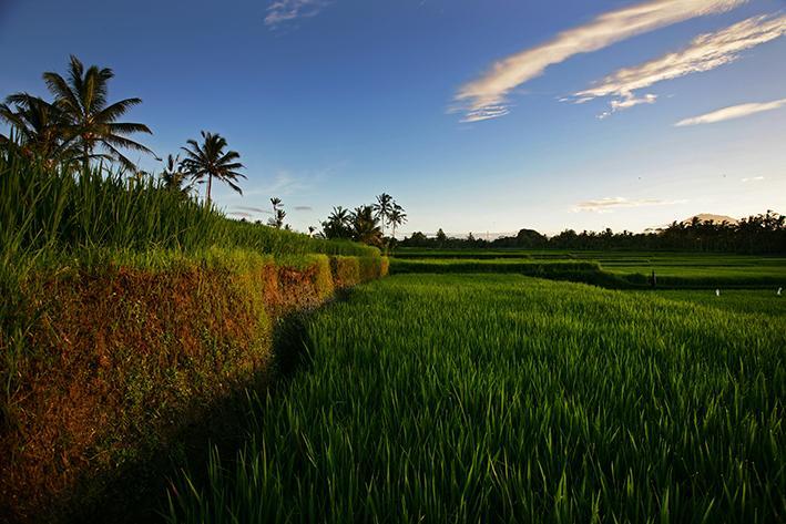 Tegalalang-villa-view-by-tripadvisor.com_