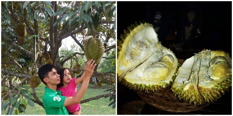 18-durian-via-aisahkamelia,-aldow82