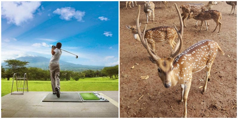 1c-deer-golf-via-minne