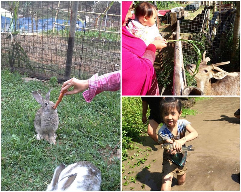 3-3-animals-via-panenco