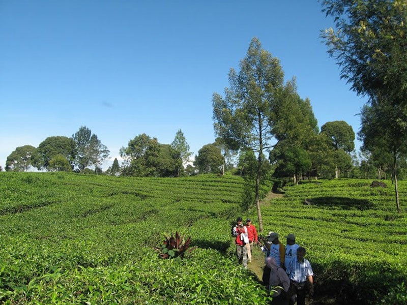 4-7-Glamping-Lakeside---Tea-Walk-by-Gun-Firdaus---Image-4