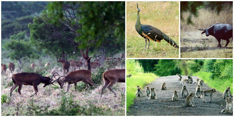 3-2-peacock-via-farisangger,-dimas_arya1919,-akbarftg,-Backpacker-Gembel