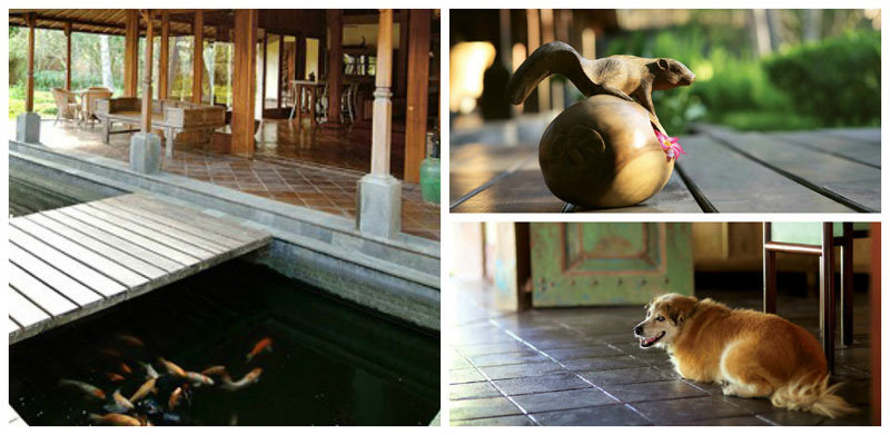 puritupai-animals collage