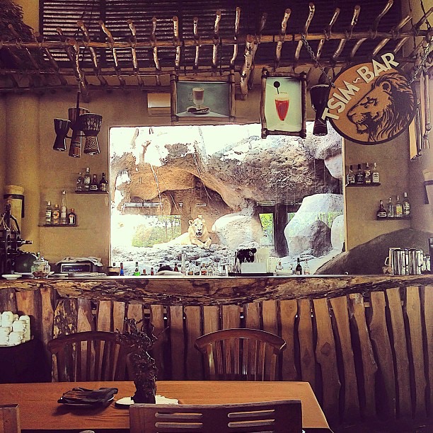 Lion behind the bars (Photo via rararahmawati)