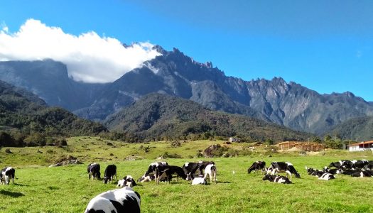 Not just Genting: 6 Mountain townships and highlands in Malaysia where you can enjoy cold weather and scenic views