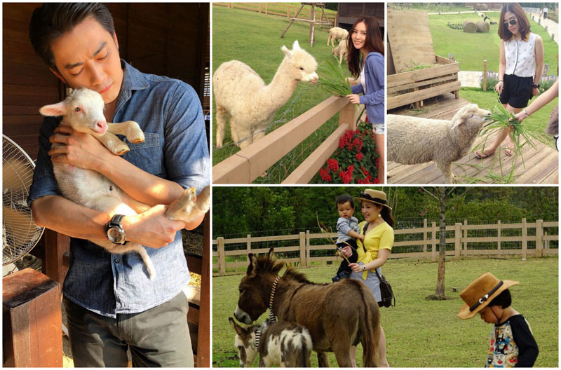 1-6-feed-animals-via-filmrattapoomm,-nukkieme,-Somsiryn,-Nattara_k