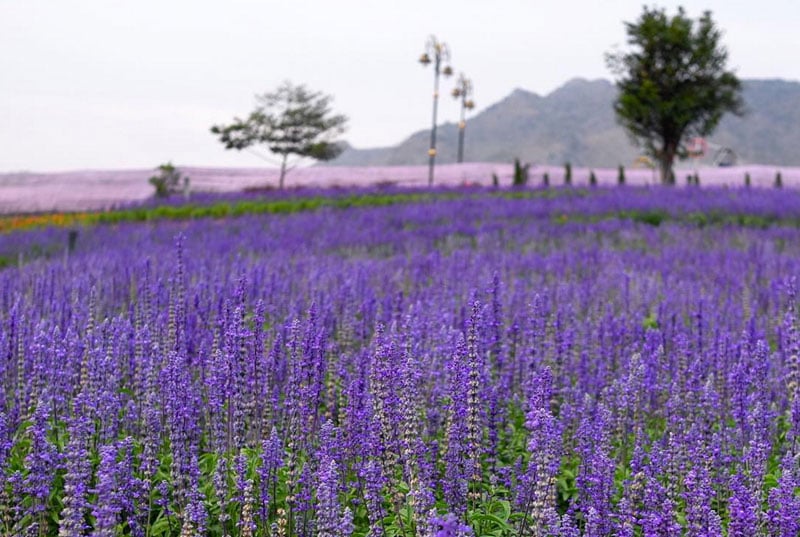 11-lavendar-via-happybabythai