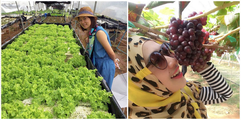 12-2-farm-via-Unpangirl,-madeeha2531