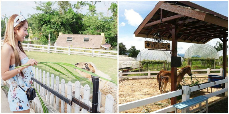12-4-sheep-farm,-horse-farm-via-a.aerynaa