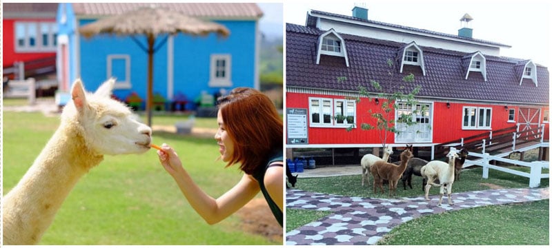 12-5-alpaca-land-via-namtarn.ps,-little_lelle
