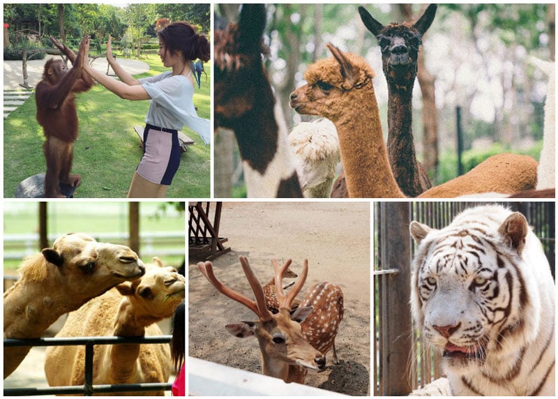 13-animals-via-pimmysinlaparak