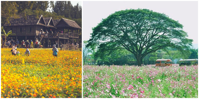 3-a-flower-field-via-_xxi.mui.xxi_,-karataekid