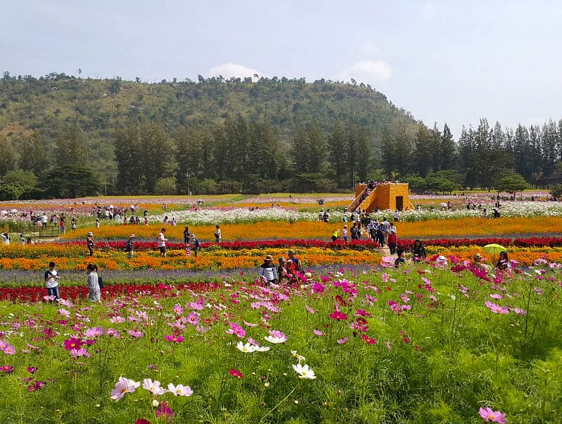 3-a-flower-field-via-hypertt