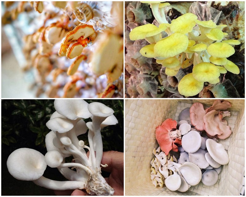 3-c-mushroom-collage
