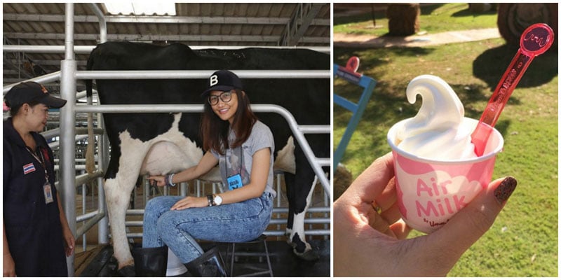 3-d-cow-milking-via-nathalee_duff,-dinewithpigs