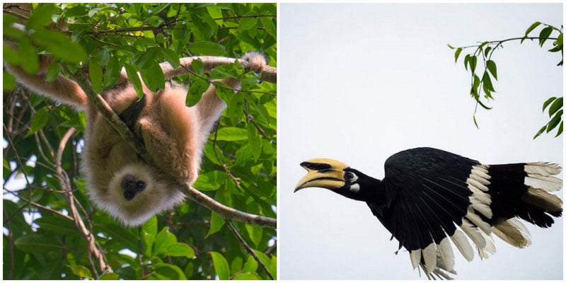 5-animals-collage-via-gregmiles