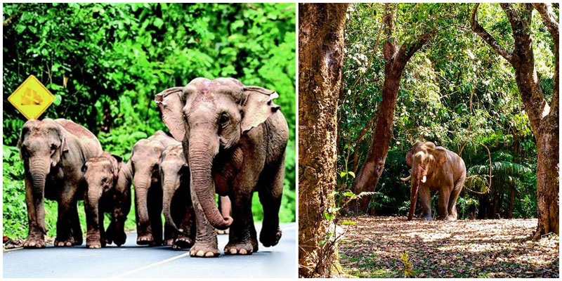 5-wild-elephants-via-lorenzopozzan,-chickenfeettravels