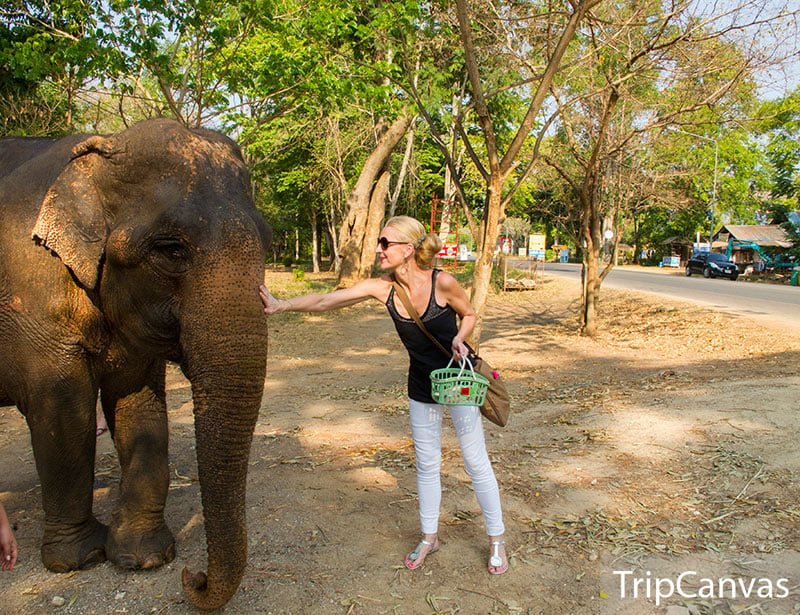 elephant-1