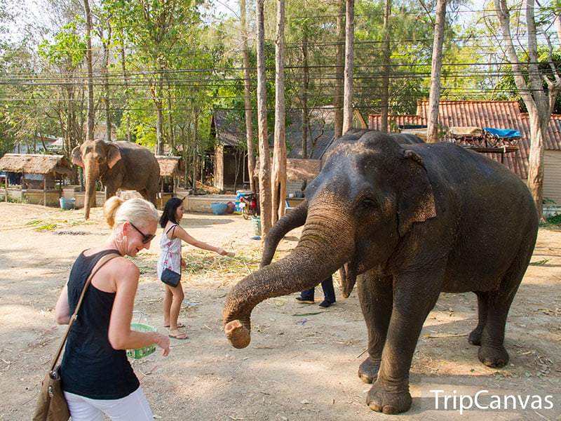 elephant-2