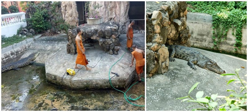 10-Wat-Chakrawat---crocodiles---via-Inazuma,-kyrkylixa