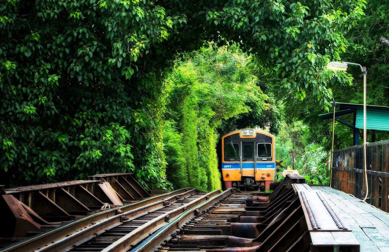 15-Chom-Thong-tree-tunnel-via-Kittisak-Ryankit-Thiengwong