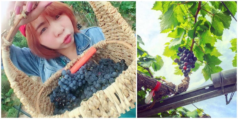 2-grape-via-youzi3,-jiiehuii