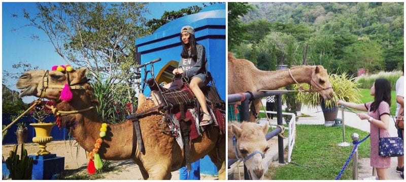 3-camel-via-ztarbuck,-bowysupapan