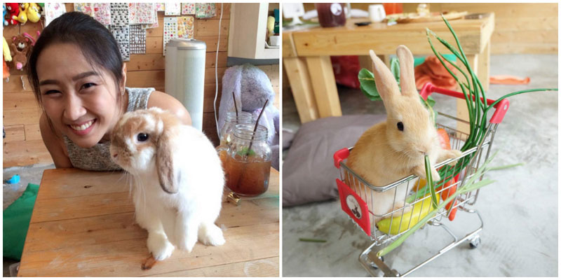 11-1-rabbit-via-Kaaeeew,-pimpattrapim