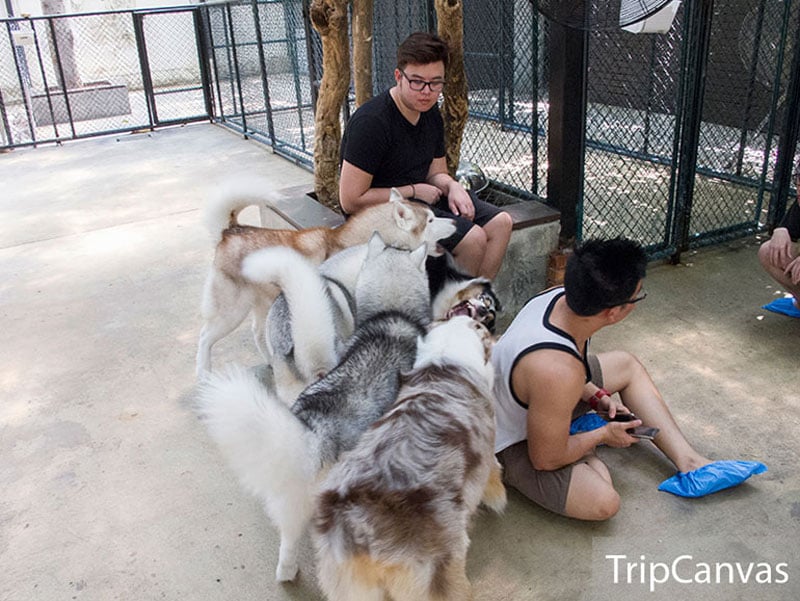 2-1-husky-1-watermarked