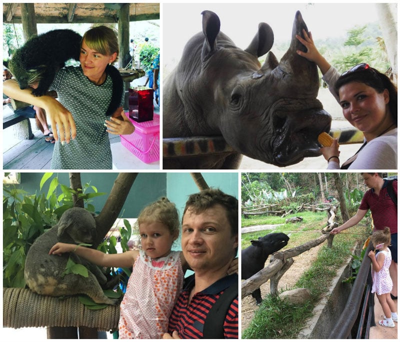 15-zoo-collage-via-kira_o1o,-marina427430