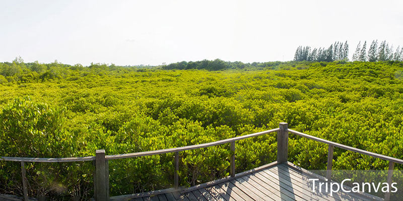 21-3-golden-meadow
