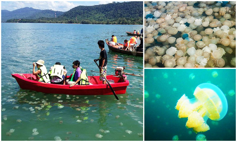22-jelly-fish-rayong-via-Richard-Barrow,-da-voda