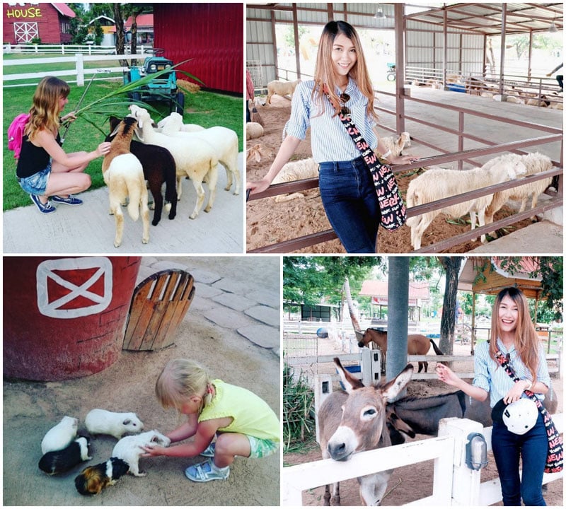 6-donkey-via-muaun.k,-tatiana_permyakova