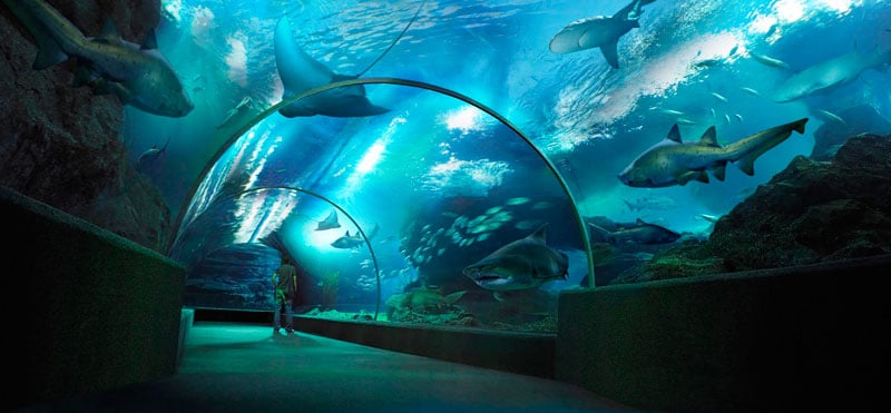 4-1Sea-life-bangkok-ocean-world-via-tica