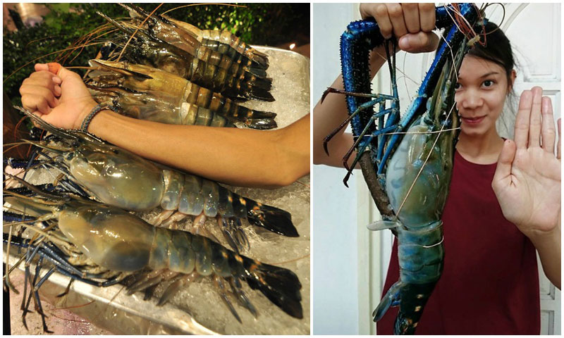 6-2-shrimp-collage