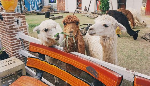 35 fun family-friendly things to do with kids in Bangkok that will bring out everyone’s inner child
